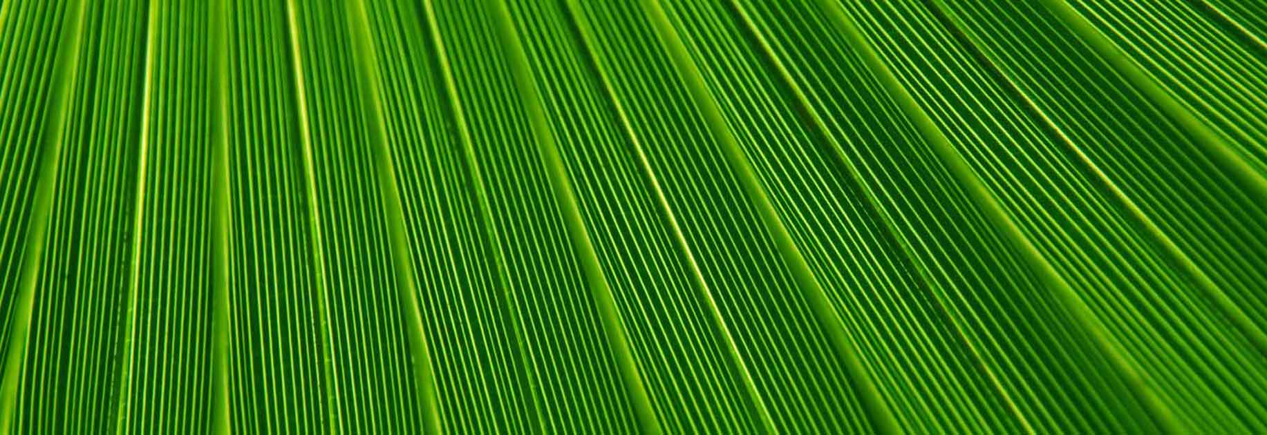 green_colour ویژگی رنگ در طراحی داخلی