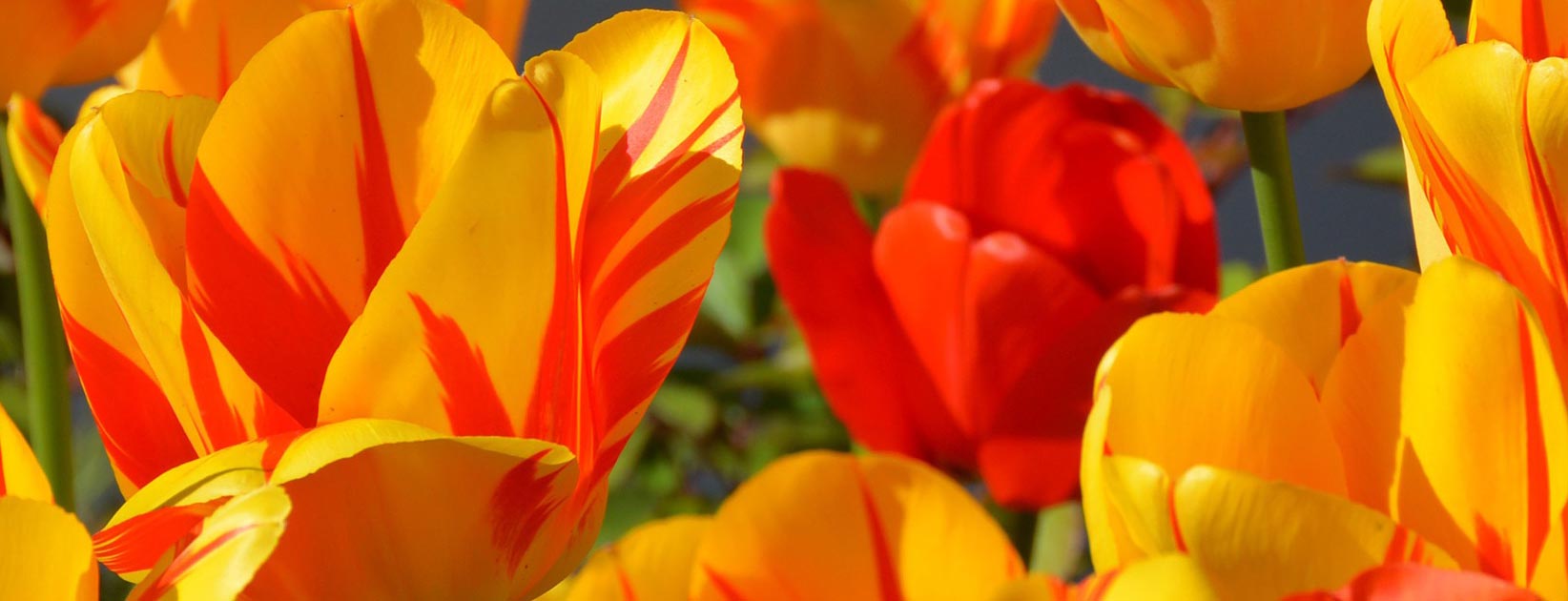orange_colour استفاده از رنگ در طراحی داخلی