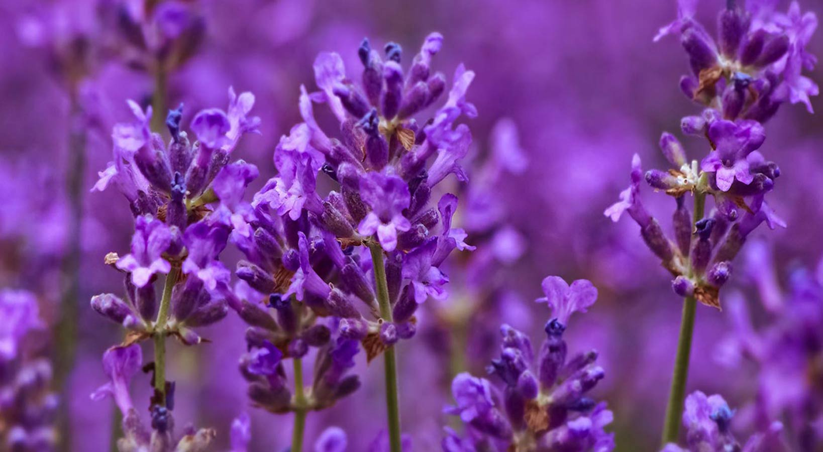 purple_colour روانشناسی رنگ بنفش در طراحی