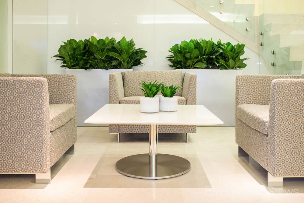 interior_design_indoor_plants